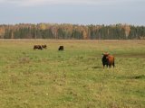 Pieredzes apmaiņas brauciens uz Ķemeru nacionālo parku un Engures ezera dabas parku 18.-19.10.2012.
